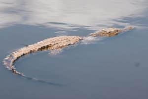 alligator indicador