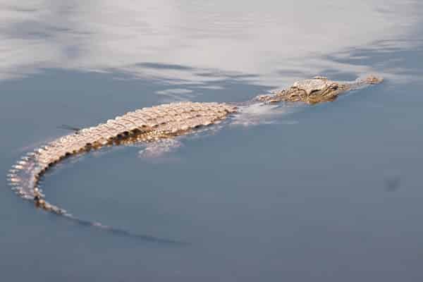 alligator indicador
